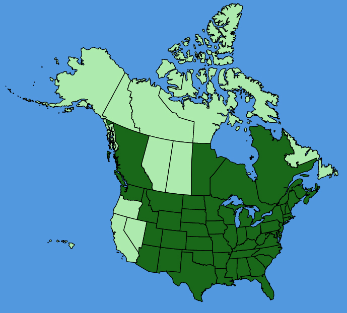 map-usc-Rudbeckia-laciniata.JPG