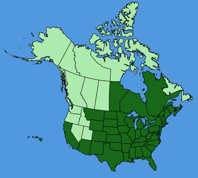 map-usc-Sambucus-canadensis.JPG