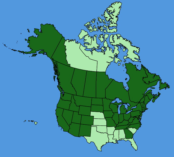 map-usc-Sambucus-racemosa.JPG
