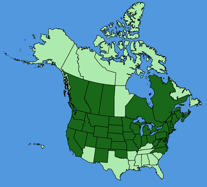 map-usc-Scrophularia-lanceolata.JPG