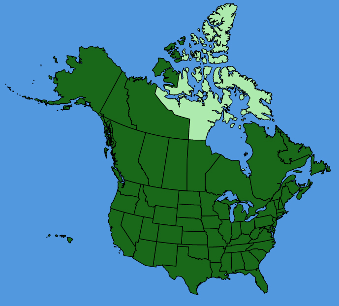 map-usc-Senecio-vulgaris.JPG