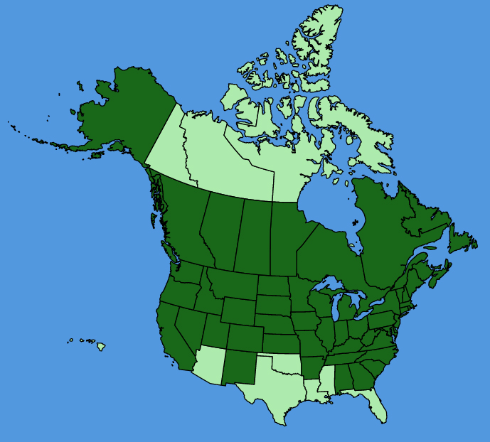 map-usc-Silene-latifolia.JPG