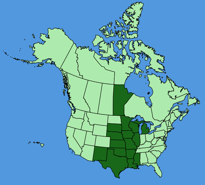map-usc-Sisyrinchium-campestre.JPG
