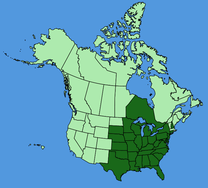 map-usc-Smilax-tamnoides.JPG