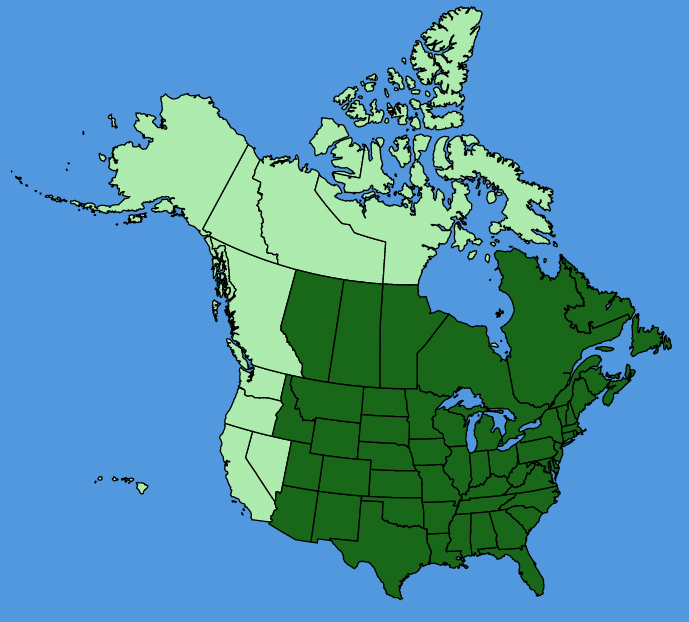 map-usc-Solanum-americanum.JPG