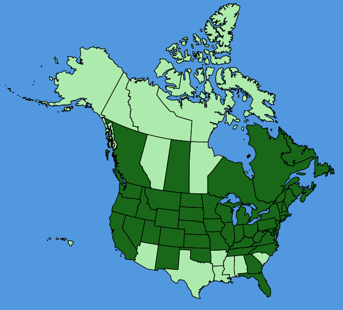 map-usc-Solanum-dulcamara.JPG