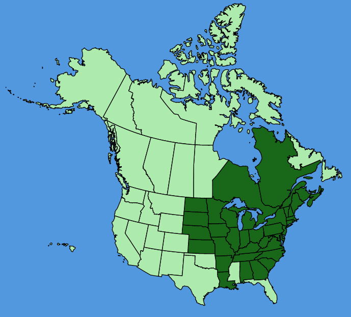 map-usc-Solidago-flexicaulis.JPG