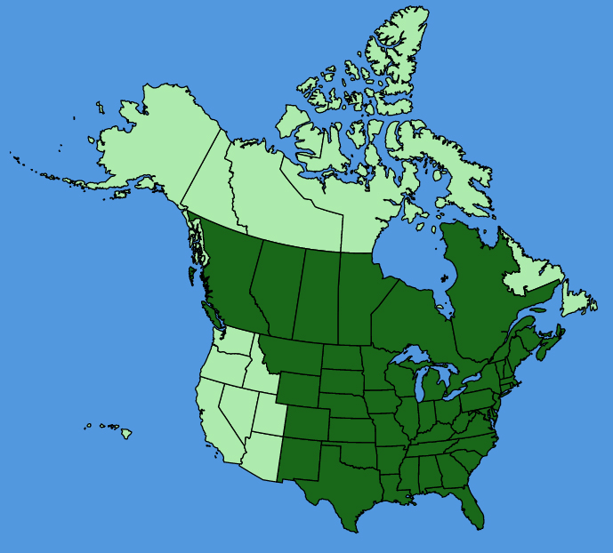 map-usc-Solidago-nemoralis.JPG