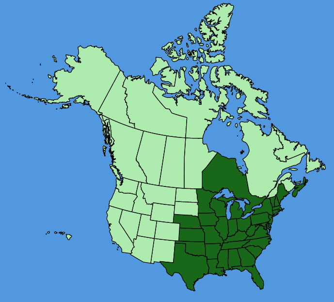 map-usc-Solidago-ulmifolia.JPG