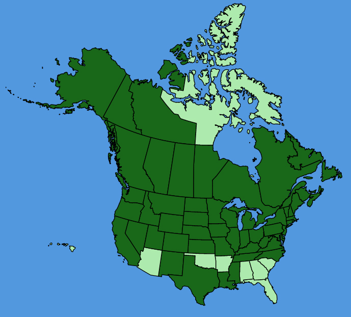 map-usc-Sonchus-arvensis.JPG
