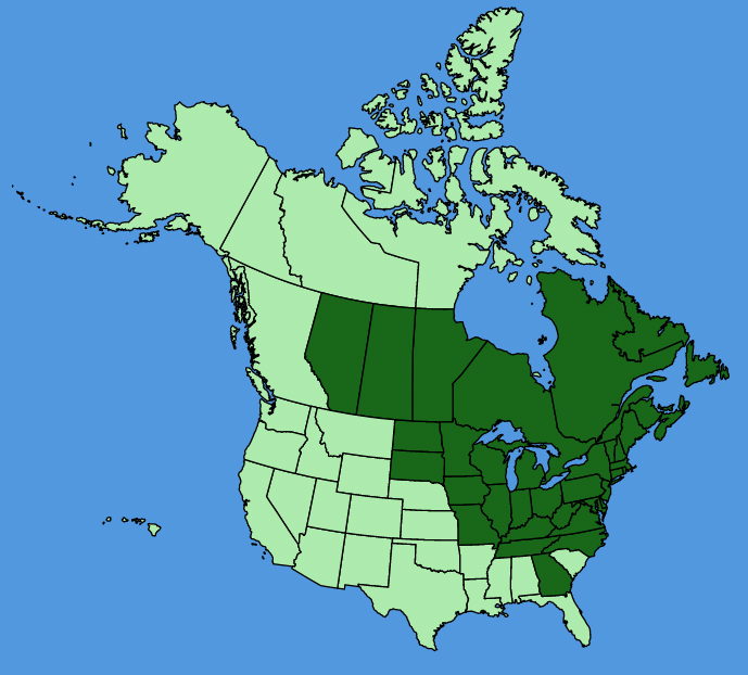 map-usc-Spiraea-alba.JPG