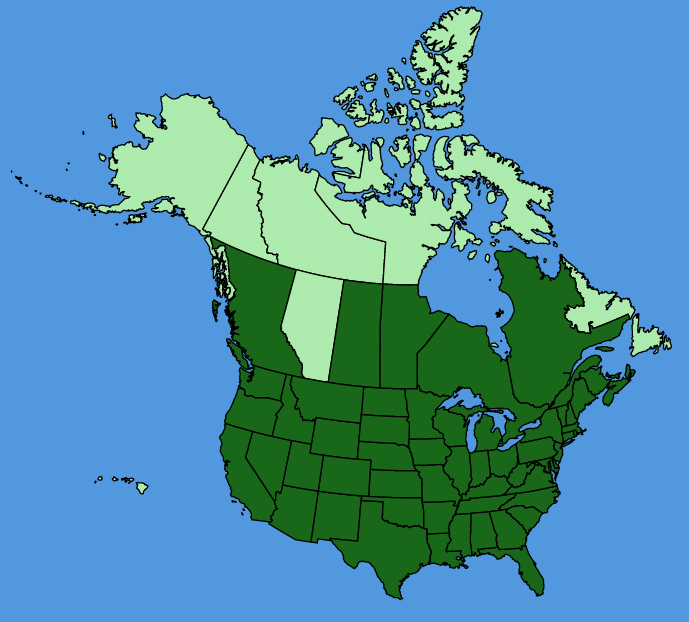 map-usc-Teucrium-canadense.JPG