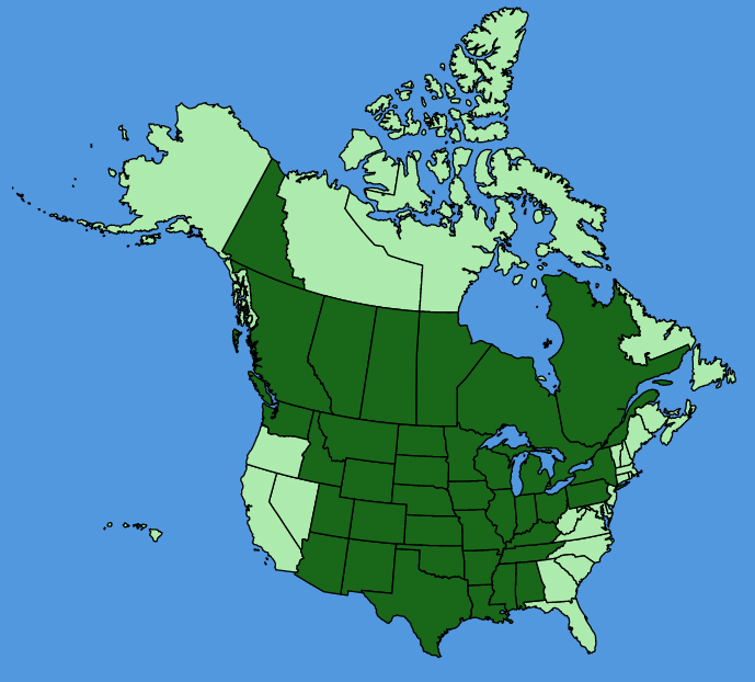 map-usc-Thalictrum-dasycarpum.JPG