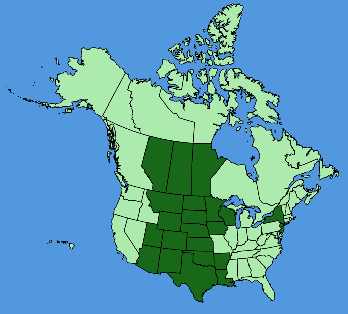 map-usc-Tradescantia-occidentalis.JPG