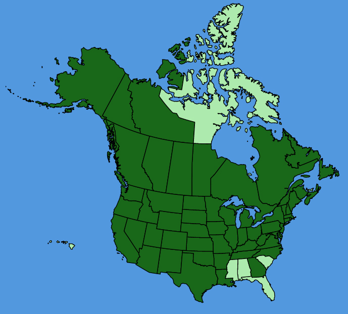 map-usc-Tragopogon-dubius.JPG