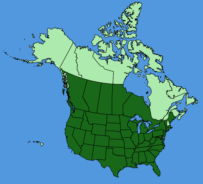 map-usc-Verbena-bracteata.JPG