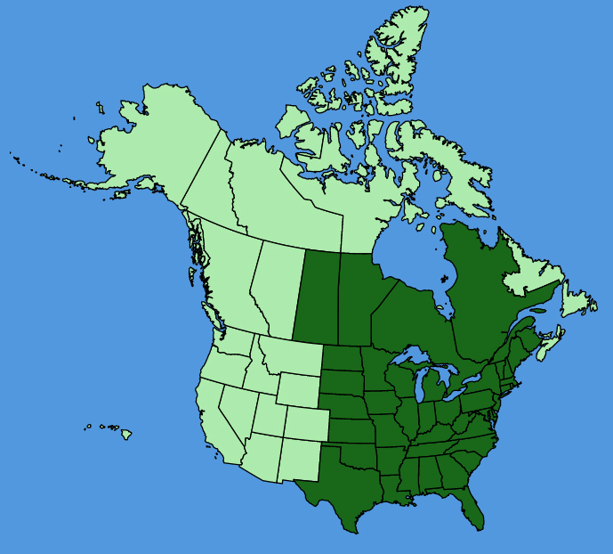 map-usc-Verbena-urticifolia.JPG