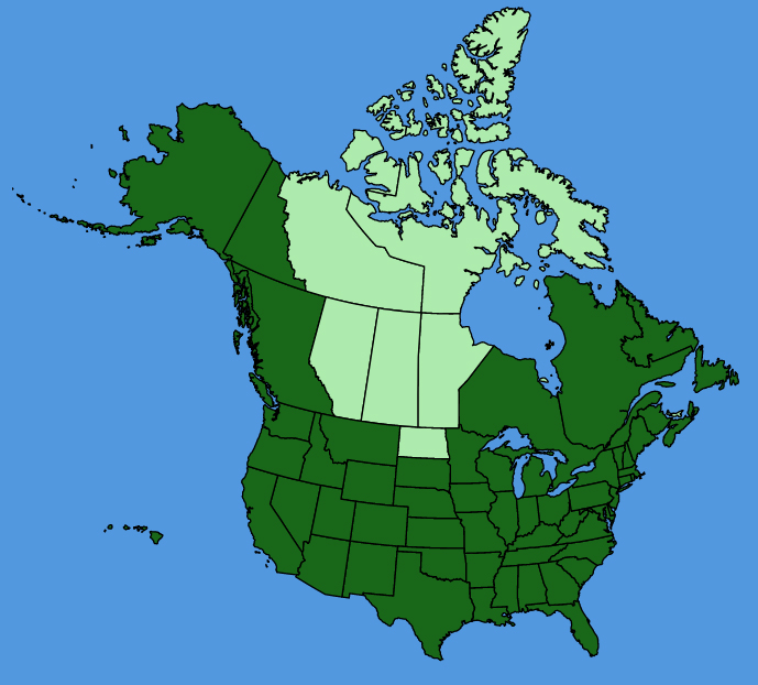 map-usc-Veronica-arvensis.JPG