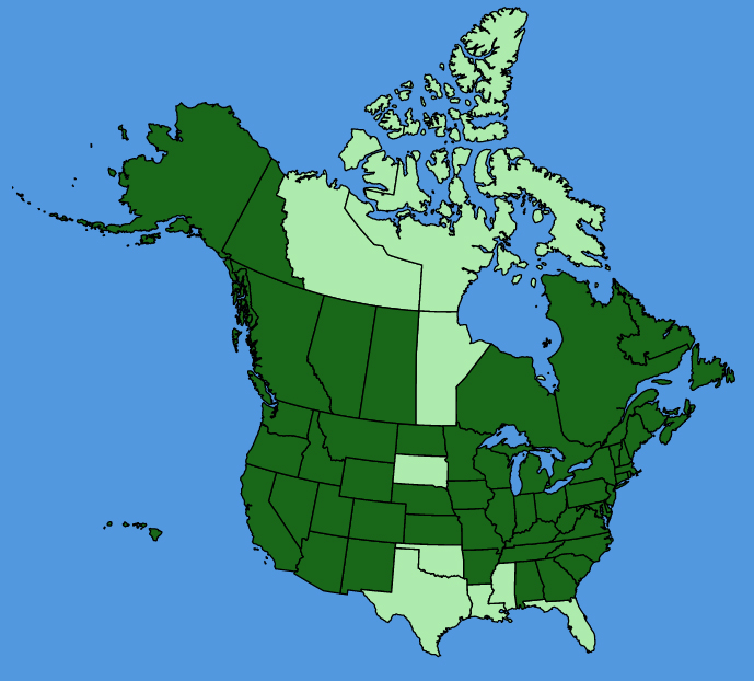 map-usc-Veronica-serpyllifolia.JPG