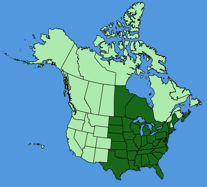 map-usc-Veronicastrum-virginicum.JPG