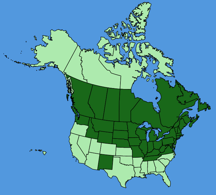 map-usc-Viburnum-opulus.JPG