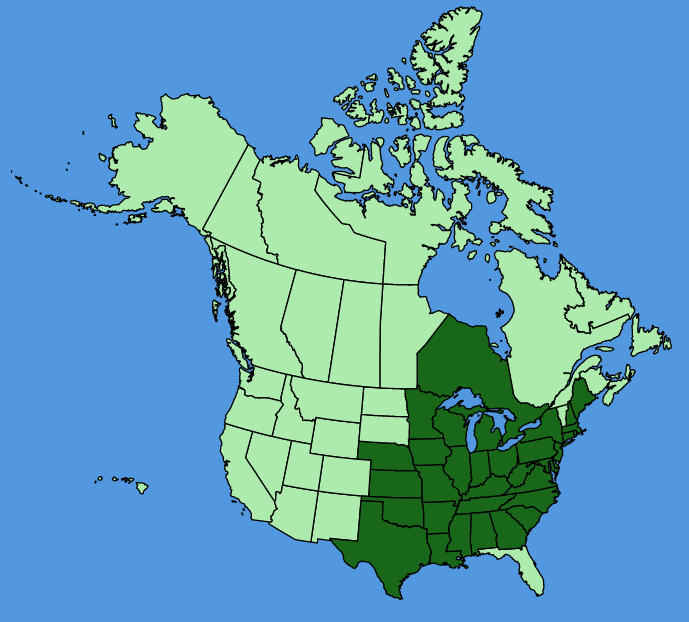 map-usc-Viola-pedata.JPG