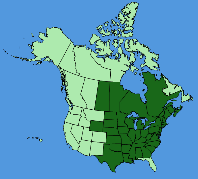 map-usc-Viola-pubescens.JPG