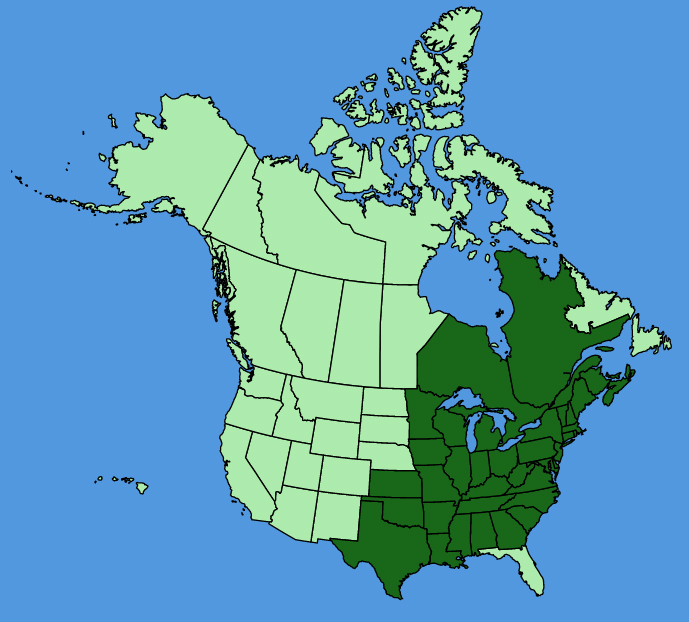 map-usc-Viola-sagittata.JPG