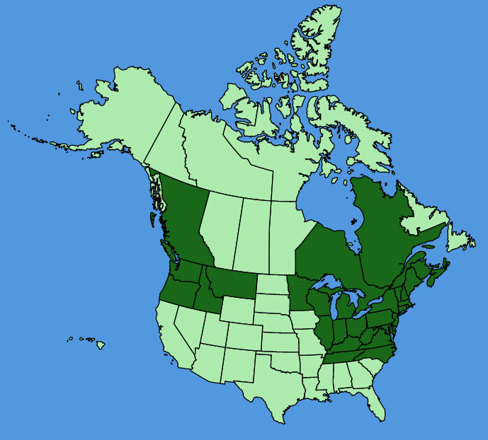 map-usc-wf-Acer-platanoides.JPG