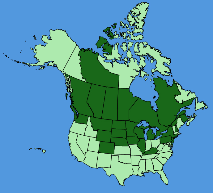 map-usc-wf-Agastache-foeniculum.JPG