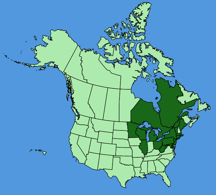 map-usc-wf-Ajuga-genevensis.JPG