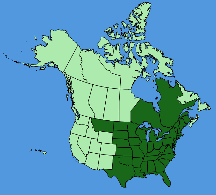 map-usc-wf-Allium-canadense.JPG