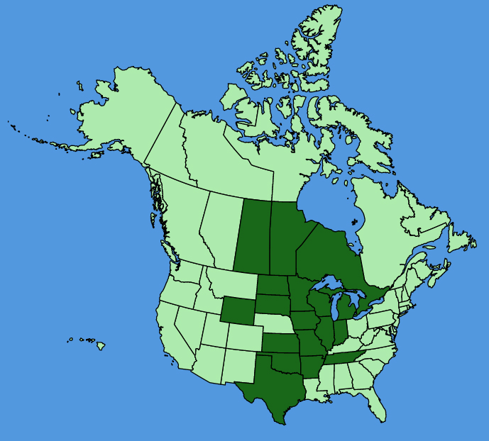 map-usc-wf-Allium-stellatum.JPG