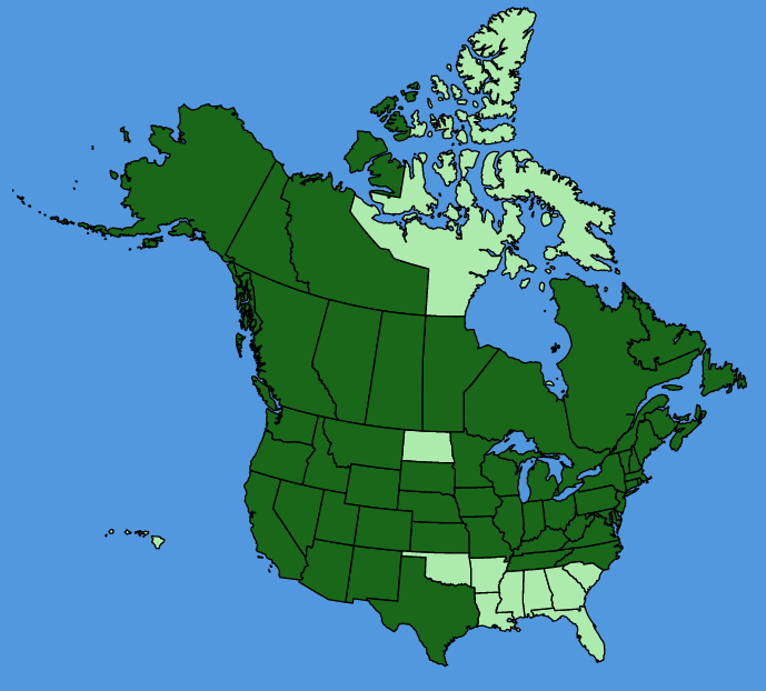 map-usc-wf-Anaphalis-margaritacea.JPG