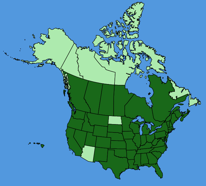 map-usc-wf-Arenaria-serpyllifolia.JPG