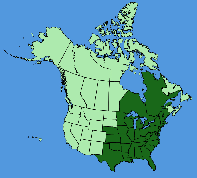 map-usc-wf-Ceanothus-americanus.JPG