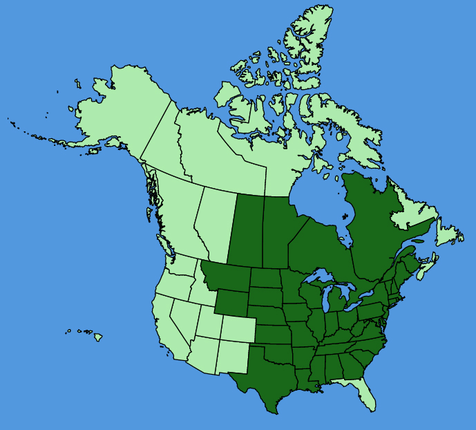 map-usc-wf-Celastrus-scandens.JPG