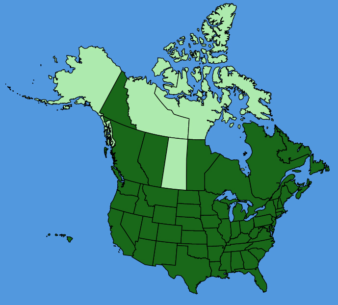 map-usc-wf-Centaurea-cyanus.JPG