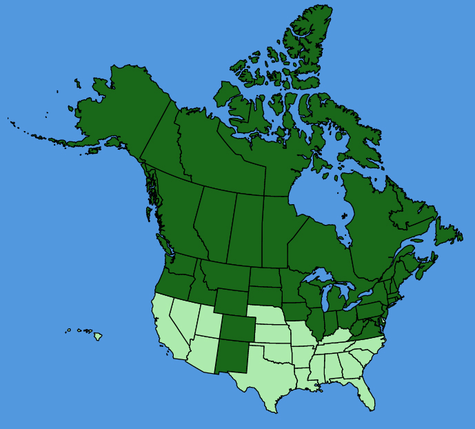 map-usc-wf-Cornus-canadensis.JPG