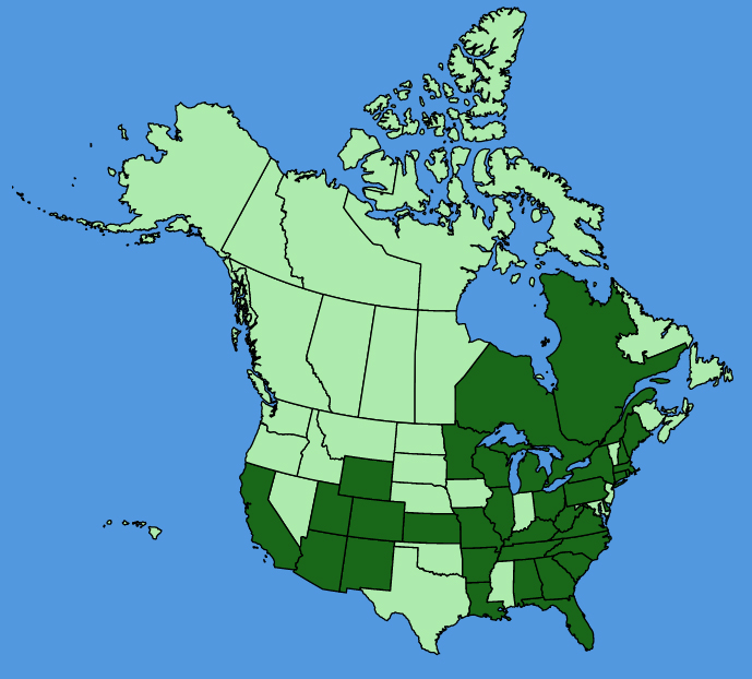 map-usc-wf-Cosmos-bipinnatus.JPG