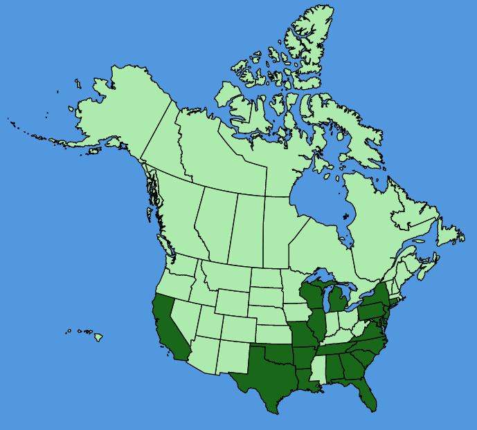 map-usc-wf-Cosmos-sulphureus.JPG