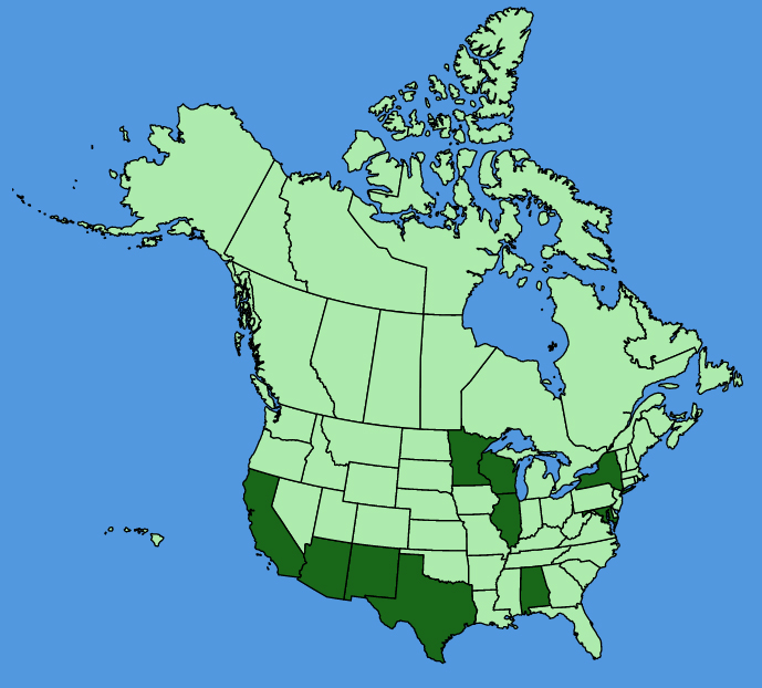 map-usc-wf-Datura-innoxia.JPG