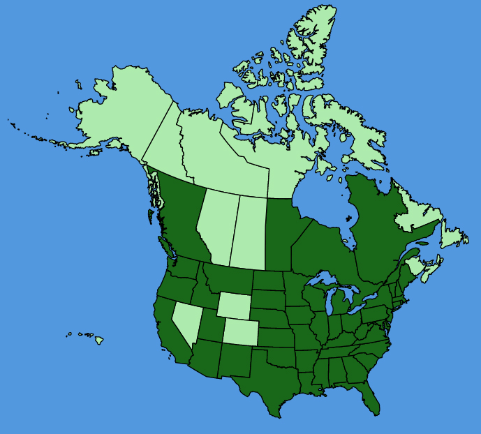 map-usc-wf-Delphinium-ajacis.JPG