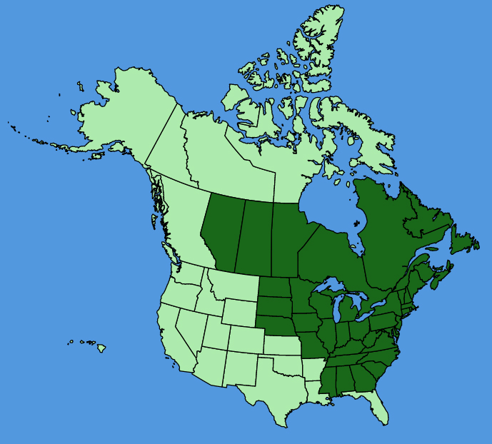 map-usc-wf-Doellingeria-umbellata.JPG
