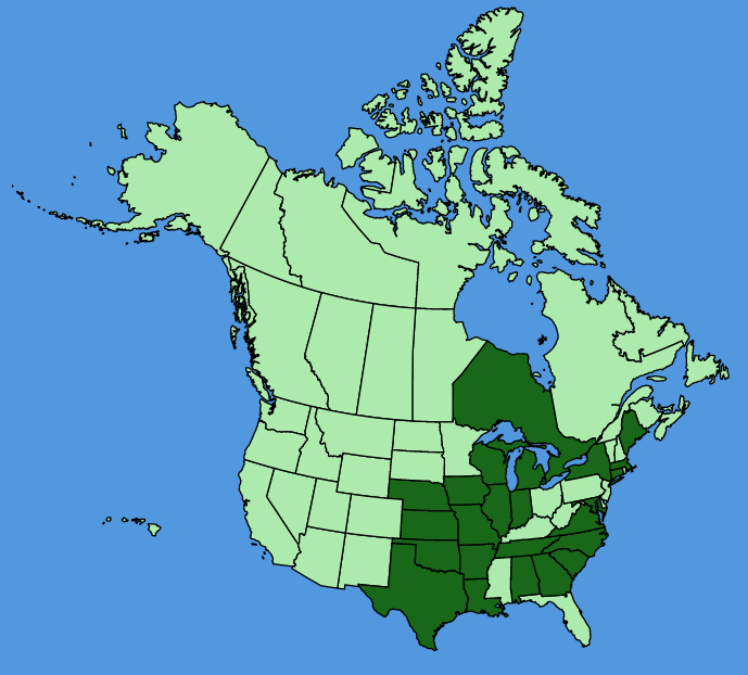 map-usc-wf-Echinacea-pallida.JPG