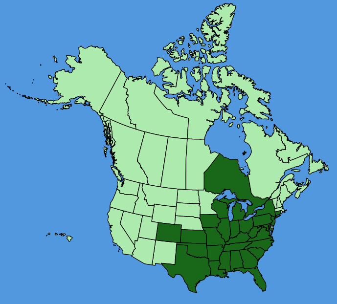 map-usc-wf-Echinacea-purpurea.JPG