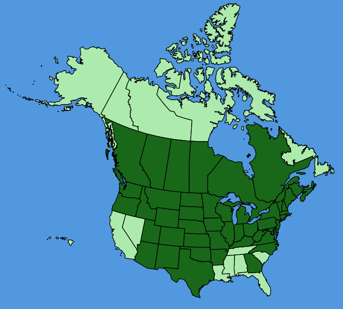 map-usc-wf-Echinocystis-lobata.JPG