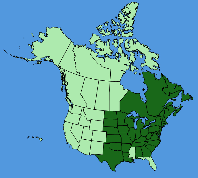 map-usc-wf-Epilobium-coloratum.JPG