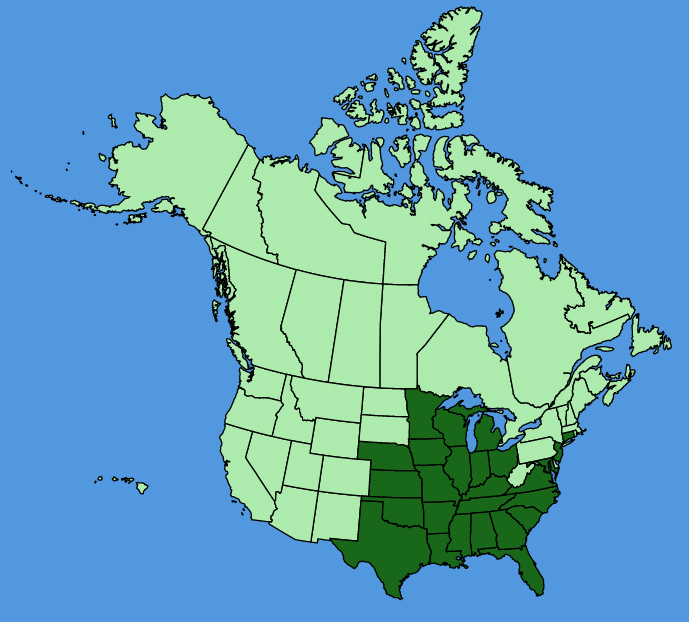 map-usc-wf-Eryngium-yuccifolium.JPG