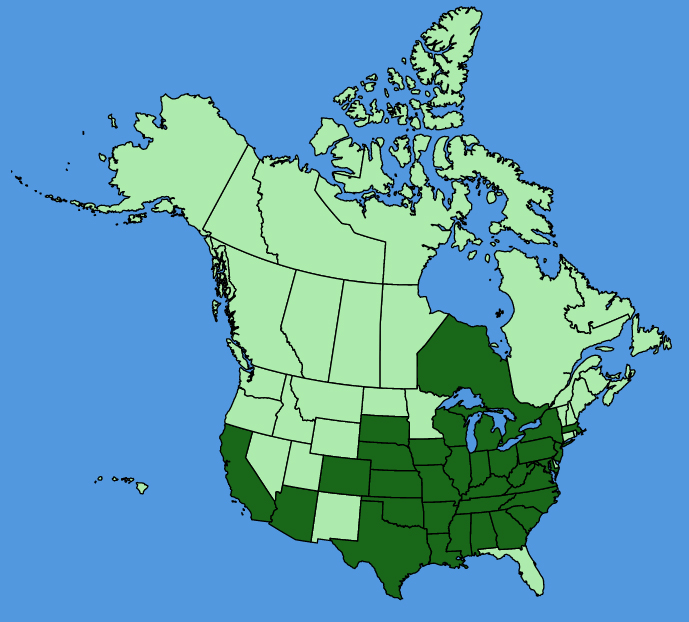 map-usc-wf-Euphorbia-dentata.JPG